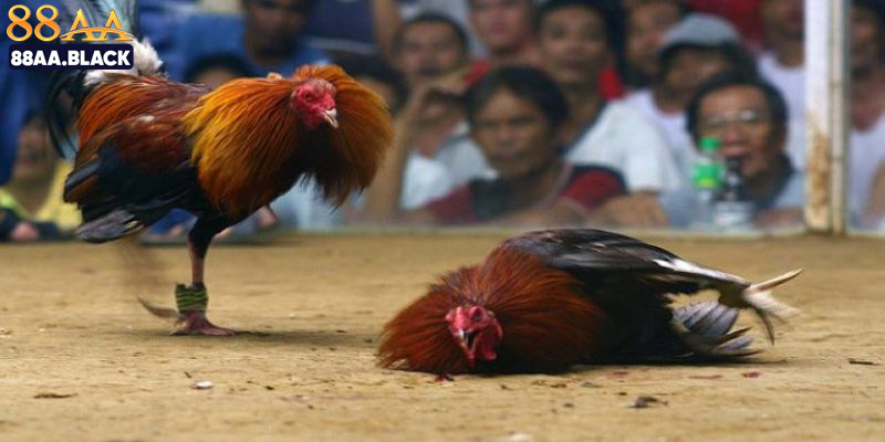 Giới thiệu chi tiết nhất về trực tiếp đá gà C4