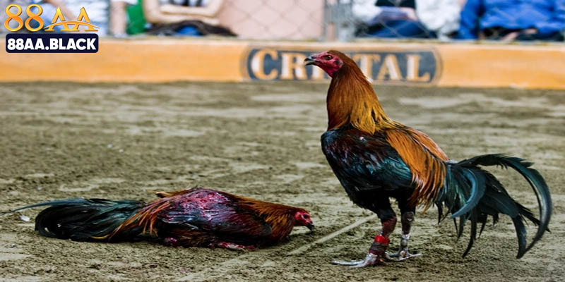 Những điều cần biết về sảnh đá gà 555WIN