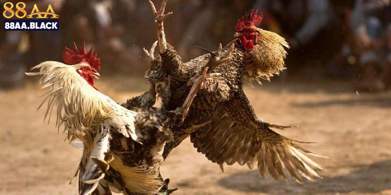 Những trường gà phát sóng phổ biến dành cho bạn