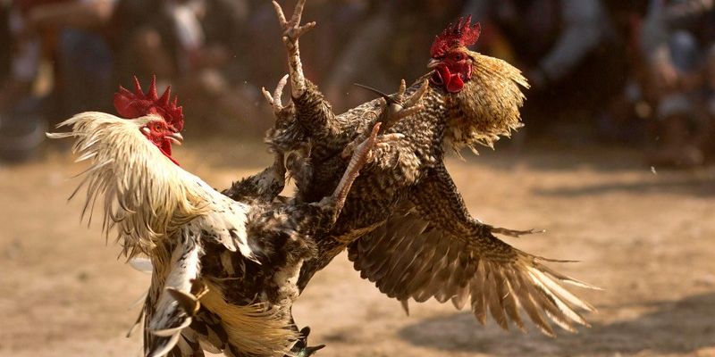 Bảng phân tích đá gà mạng